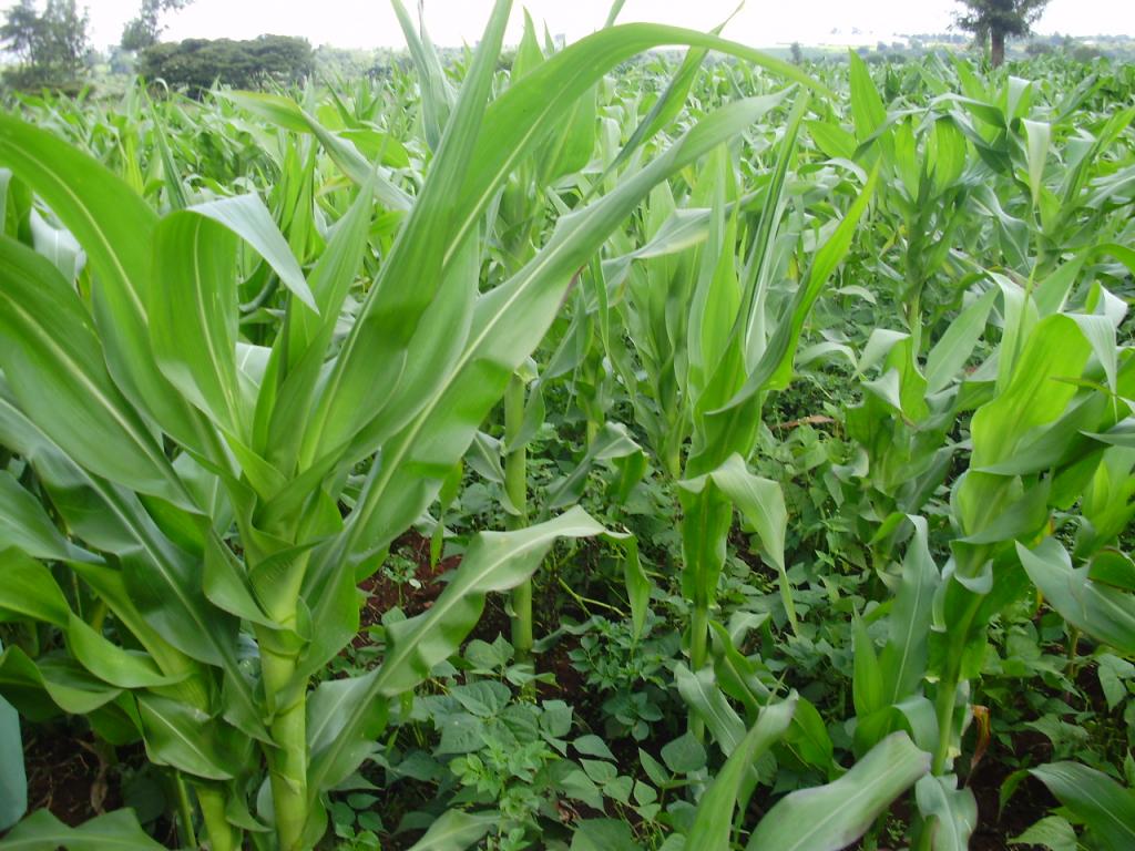 Conservation Agriculture: The foundation for Africas Green Revolution
