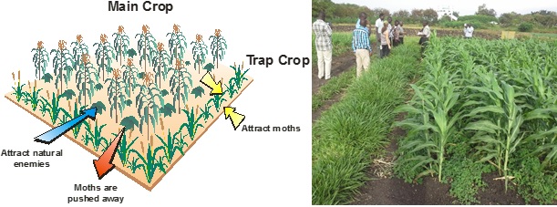 Plate 2: Illustration of Push-Pull technology strategy and ICIPE Mbita on-station demonstration