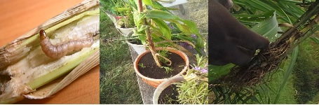 Plate 1: Illustration of how Stemborer and Striga Weeds destroys cereal crops, source ICIPE Mbita campus Field station